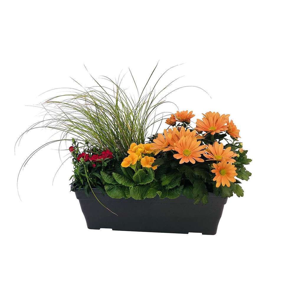  Jardinière De Bisannuelles Et Vivaces 40 Cm - Coloris Variables