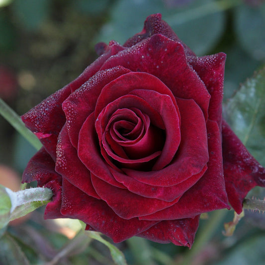  Rosier Buisson Black Baccara ® Meidebenne - La Pièce En Racine Nue / 3+ Branches
