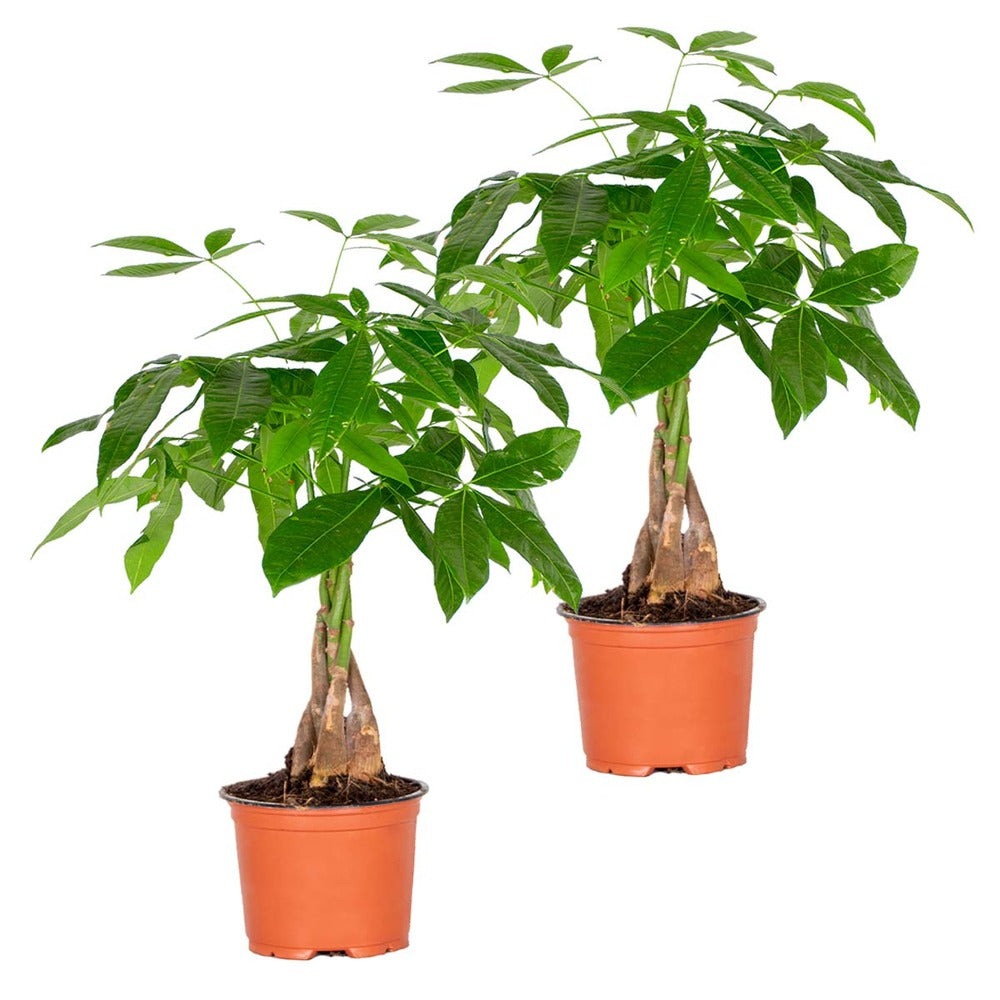  Lot De 2 - Pachira Aquatica - Arbre à Argent - Plante D’intérieur - 25-35 Cm De Haut - Pot 12 Cm