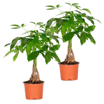  Lot De 2 - Pachira Aquatica - Arbre à Argent - Plante D’intérieur - 25-35 Cm De Haut - Pot 12 Cm
