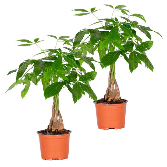  Lot De 2 - Pachira Aquatica - Arbre à Argent - Plante D’intérieur - 25-35 Cm De Haut - Pot 12 Cm