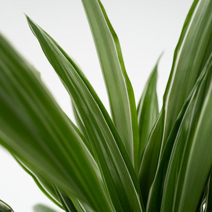  Dragonnier - Set De 2 - Dracaena Deremensis 'warneckei' - H60-70cm - ⌀17cm