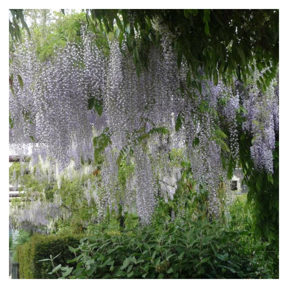  Glycine Du Japon Macrobotrys/[-]godet - 5/10 Cm
