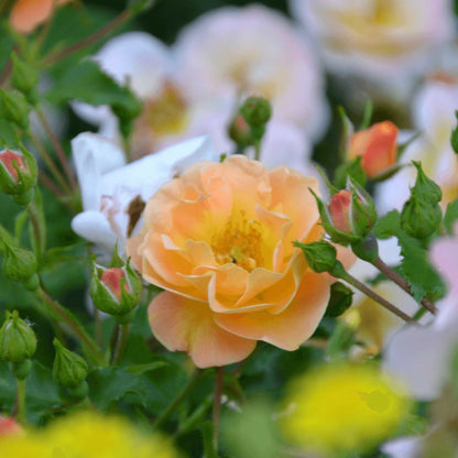 Rosier Arbustif Decorosier® Calizia® 'noa 97200 A'/[-]pot De 5l - 40/60 Cm
