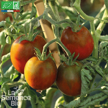  Tomate Prune Noire - Graines Bio