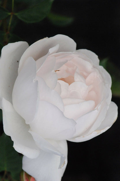  Rosier David Austin 'desdemona' ? - En Pot De 5 Litres
