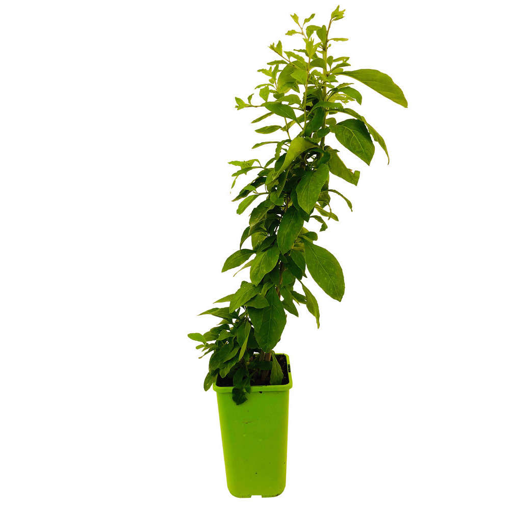 Goji : Pot De 1,5 Litres