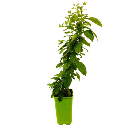  Goji : Pot De 1,5 Litres