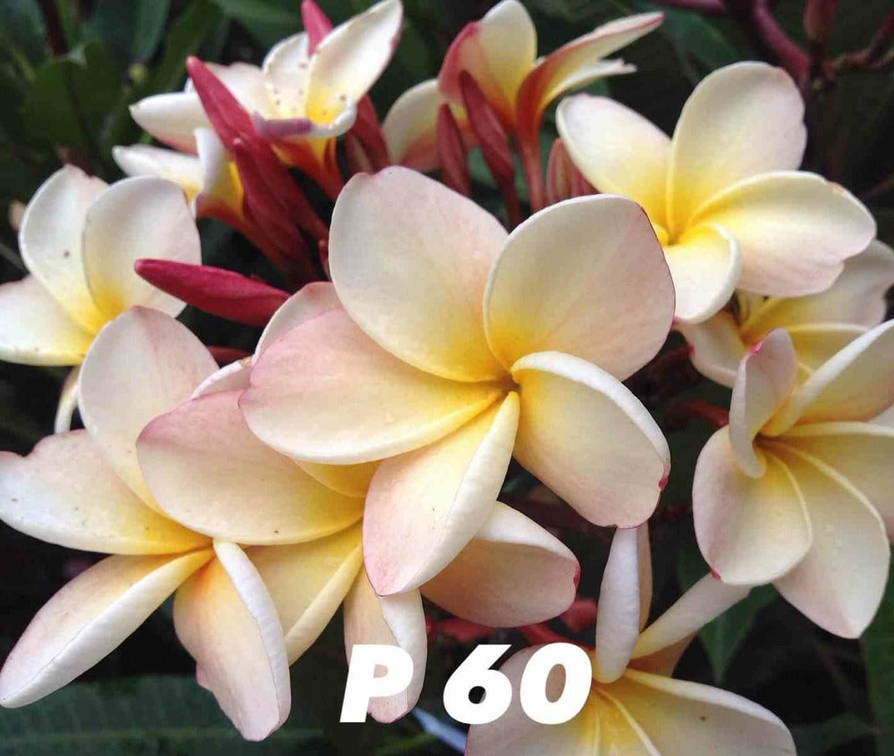  Plumeria Rubra "p60" (frangipanier) Pot De 2 Litres ? 20/30 Cm - Couleur Floraison:blanc/jaune/rose