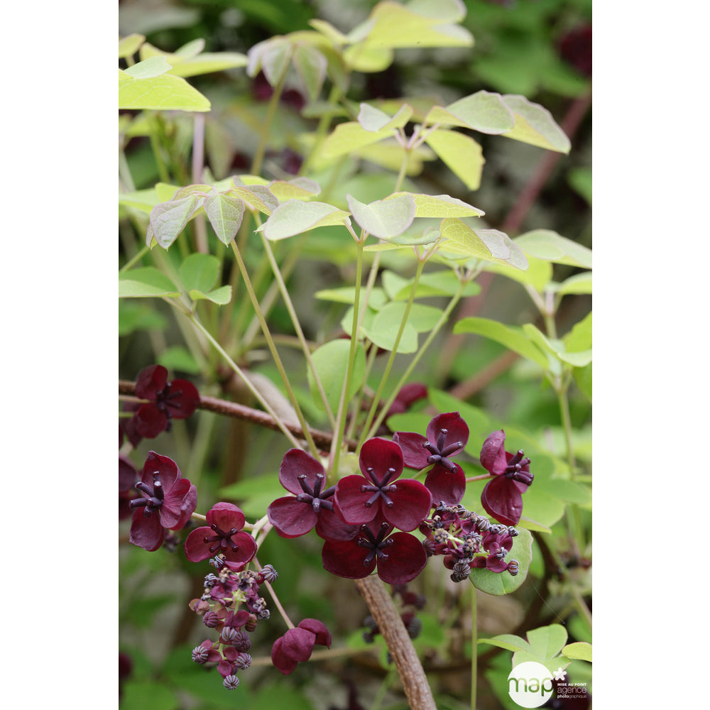  Akebia Quinata : Ctr De 3 Litres H 90/120 Cm Echelle