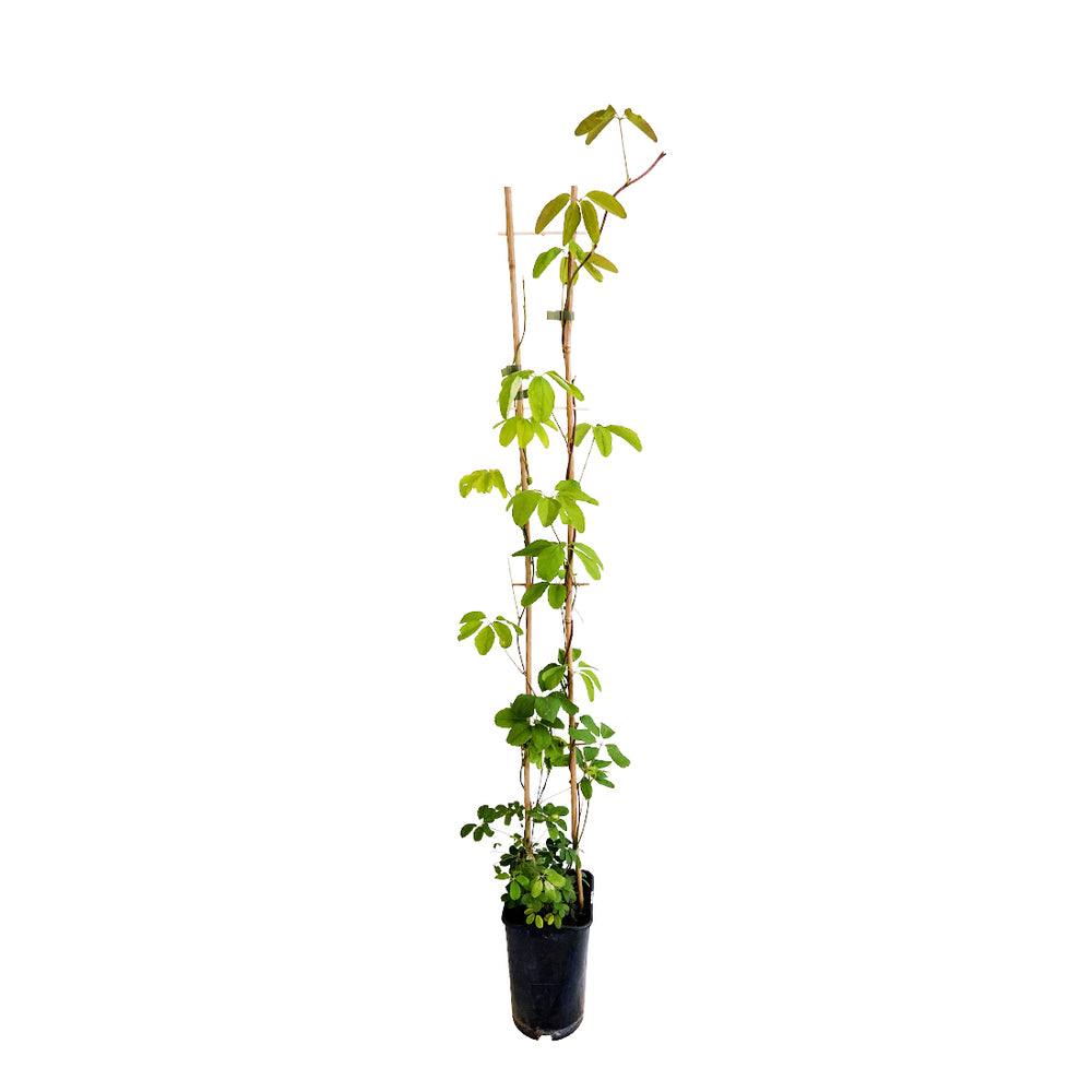  Akebia Quinata : Ctr De 3 Litres H 90/120 Cm Echelle