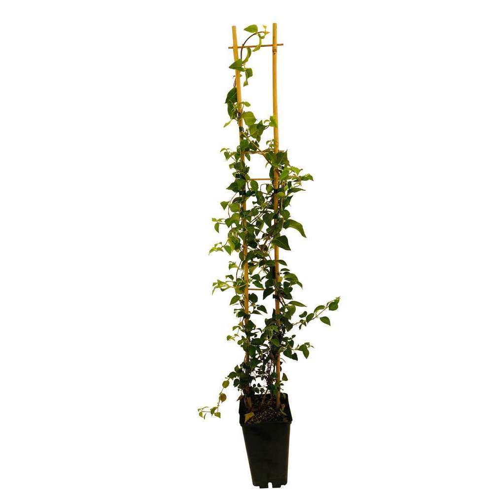  Hydrangea Petiolaris: Hauteur 90/120 Cm Conteneur 3 Litres