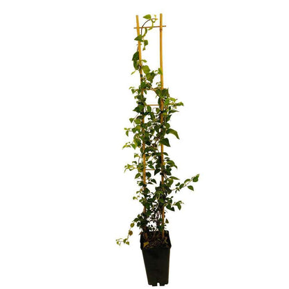  Hydrangea Petiolaris: Hauteur 90/120 Cm Conteneur 3 Litres
