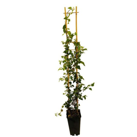  Hydrangea Petiolaris: Hauteur 90/120 Cm Conteneur 3 Litres
