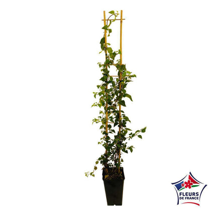  Hydrangea Petiolaris: Hauteur 90/120 Cm Conteneur 3 Litres