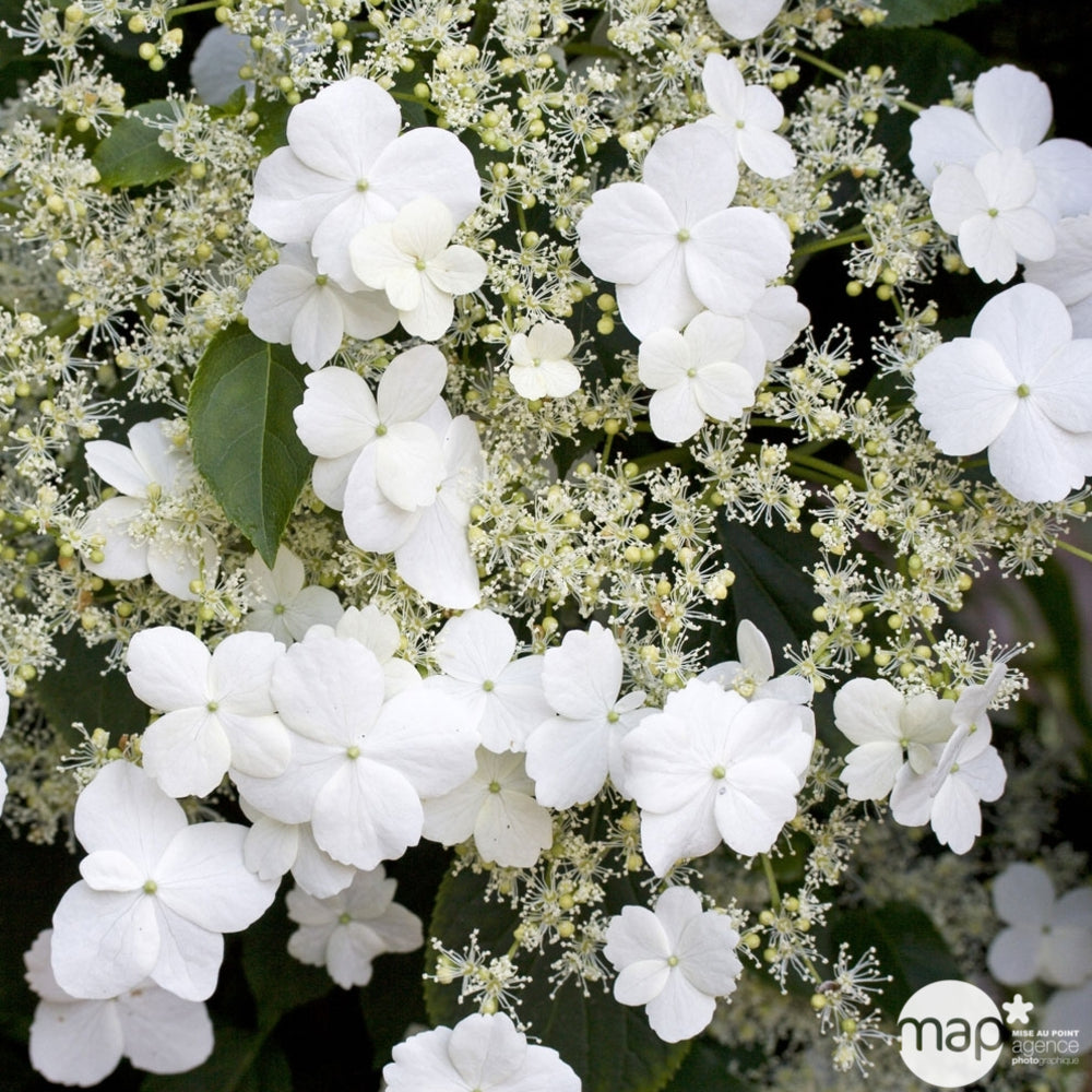  Hydrangea Petiolaris: Hauteur 90/120 Cm Conteneur 3 Litres