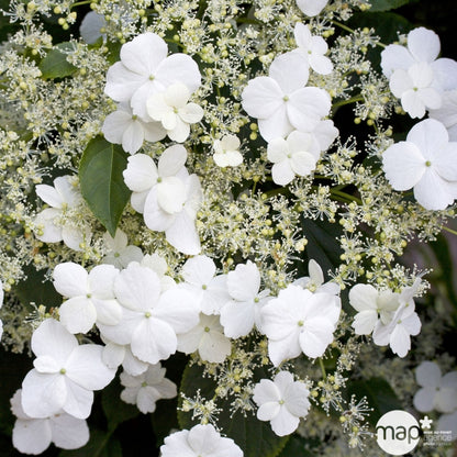  Hydrangea Petiolaris: Hauteur 90/120 Cm Conteneur 3 Litres