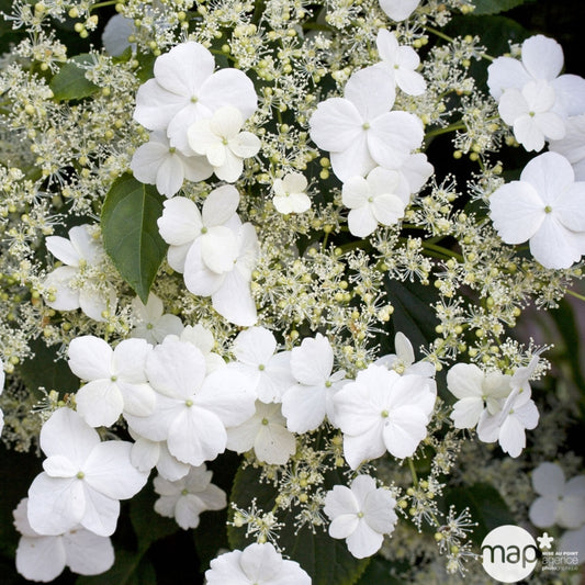  Hydrangea Petiolaris: Hauteur 90/120 Cm Conteneur 3 Litres