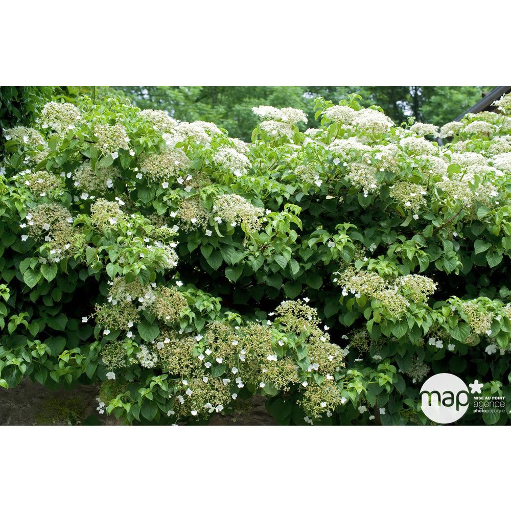  Hydrangea Petiolaris: Hauteur 90/120 Cm Conteneur 3 Litres
