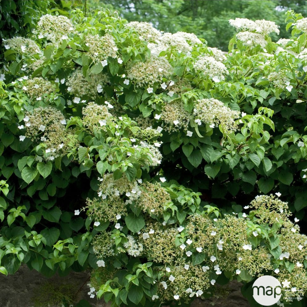  Hydrangea Petiolaris: Hauteur 90/120 Cm Conteneur 3 Litres
