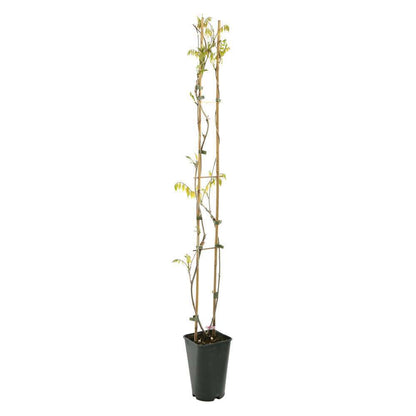 Glycine: H.90/120 Pot 3L- Variétés Variables