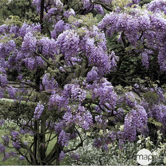  Glycine: H.90/120 Pot 3L- Variétés Variables