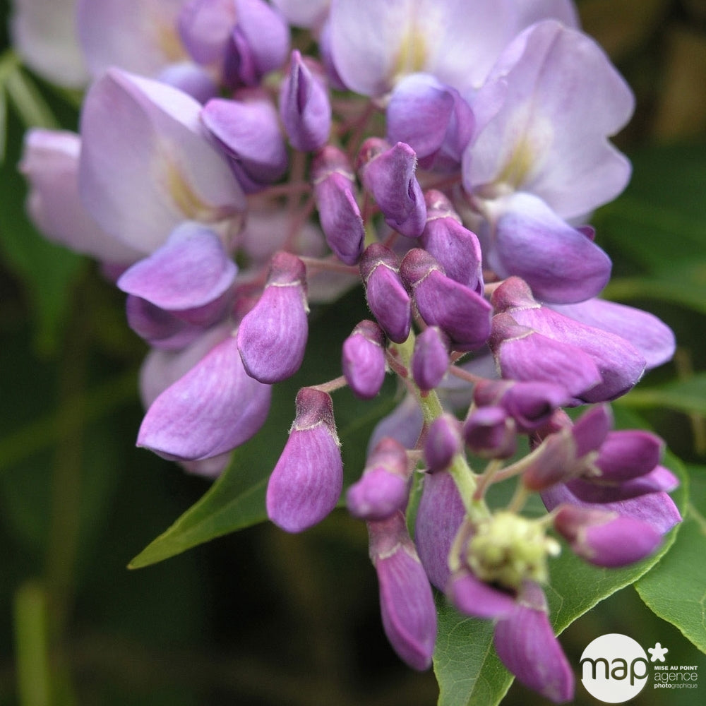  Glycine: H.90/120 Pot 3L- Variétés Variables
