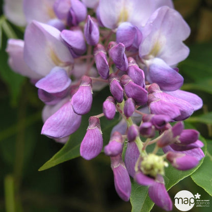  Glycine: H.90/120 Pot 3L- Variétés Variables