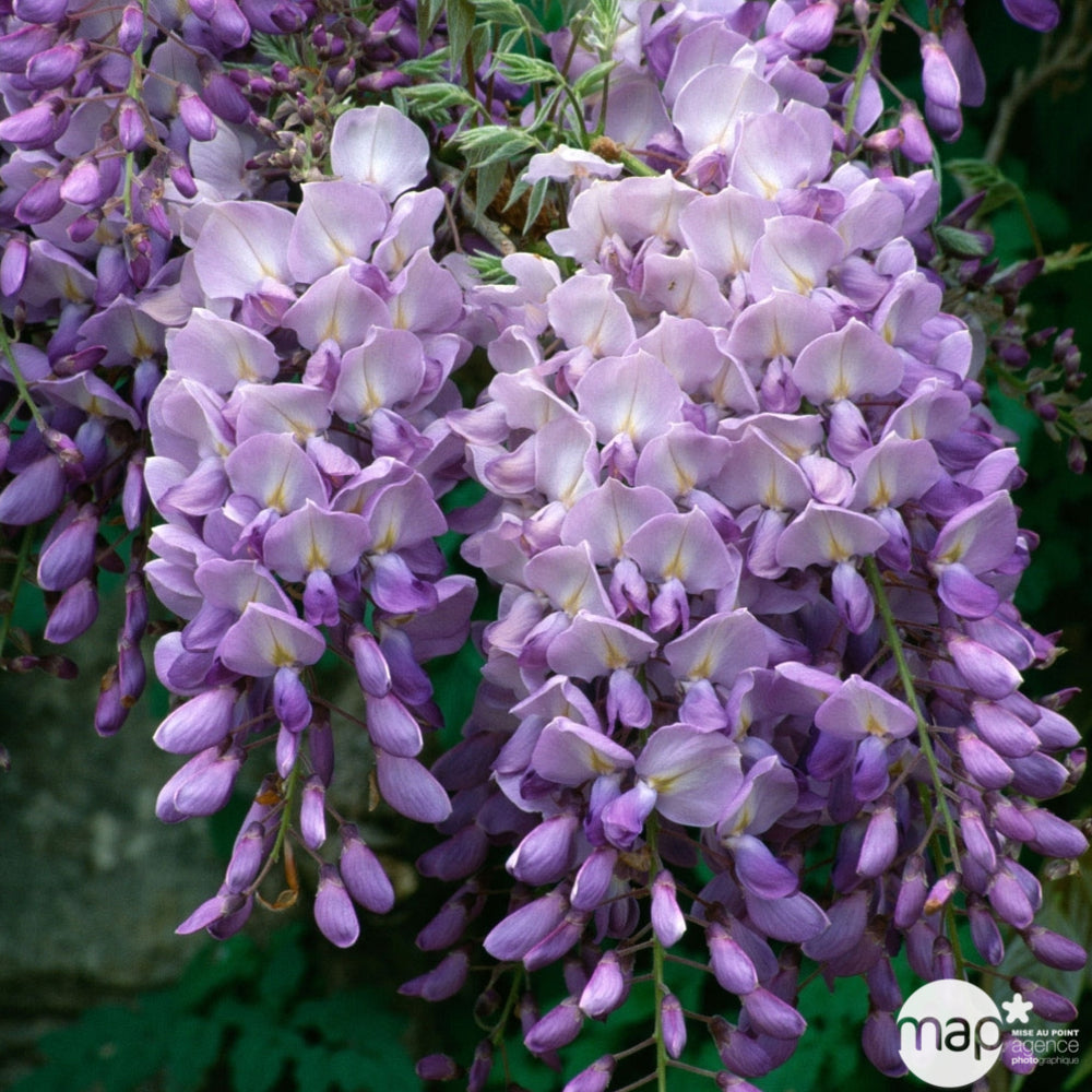  Glycine: H.90/120 Pot 3L- Variétés Variables