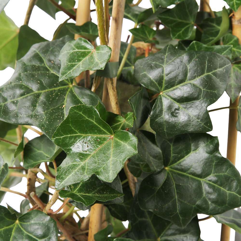  Lierre, Hedera En Pyramide, Variétés Variables : Pot 6L