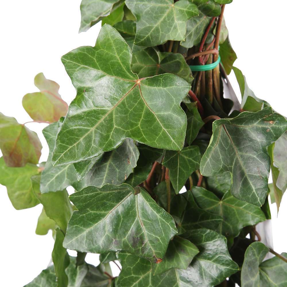  Lierre, Hedera En Pyramide, Variétés Variables : Pot 6L