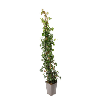  Lierre, Hedera En Pyramide, Variétés Variables : Pot 6L