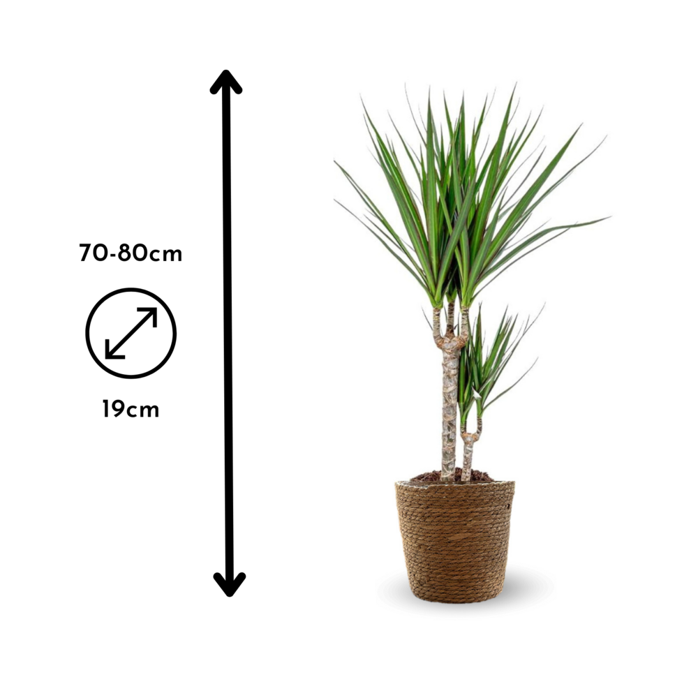  Dracaena Marginata Avec Panier En Jonc De Mer - Plante D'intérieur - ↕ 70-80 Cm - ⌀ 19 Cm - Facile D'entretien