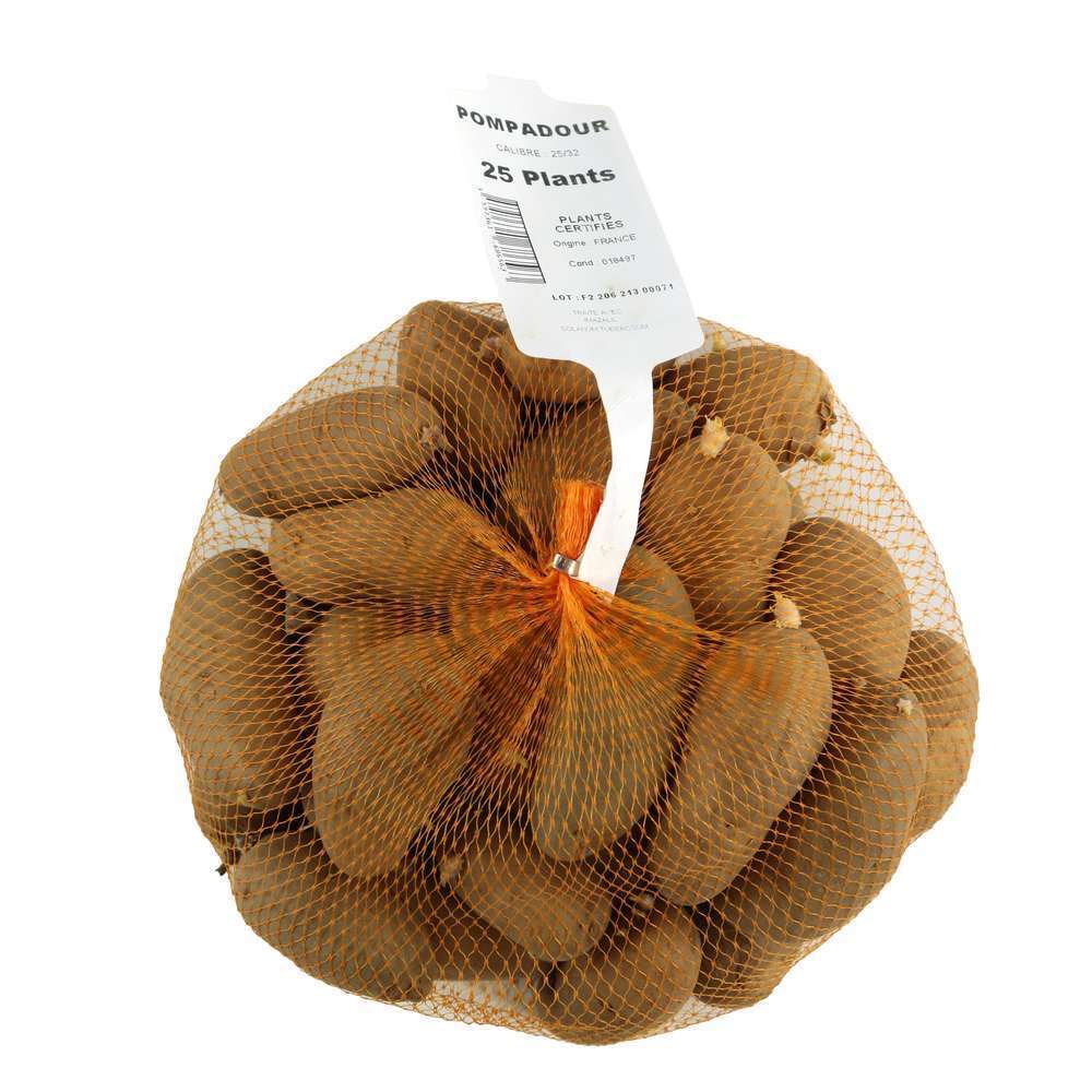  Plants De Pommes De Terre 'Pompadour' En Filet X25