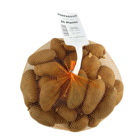  Plants De Pommes De Terre 'Pompadour' En Filet X25