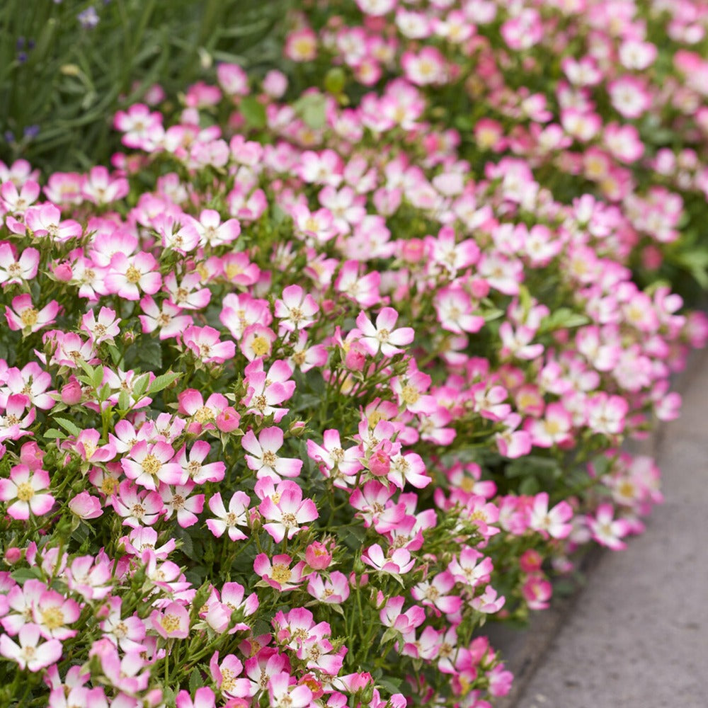  Rosier Miniature Cutie Pie ® - Le Pot / ø 9cm