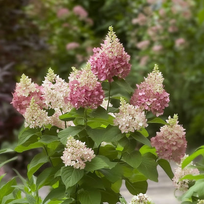  Hortensia - Hydrangea Paniculata 'pinky Winky' - Hauteur 25-40cm - ⌀19cm