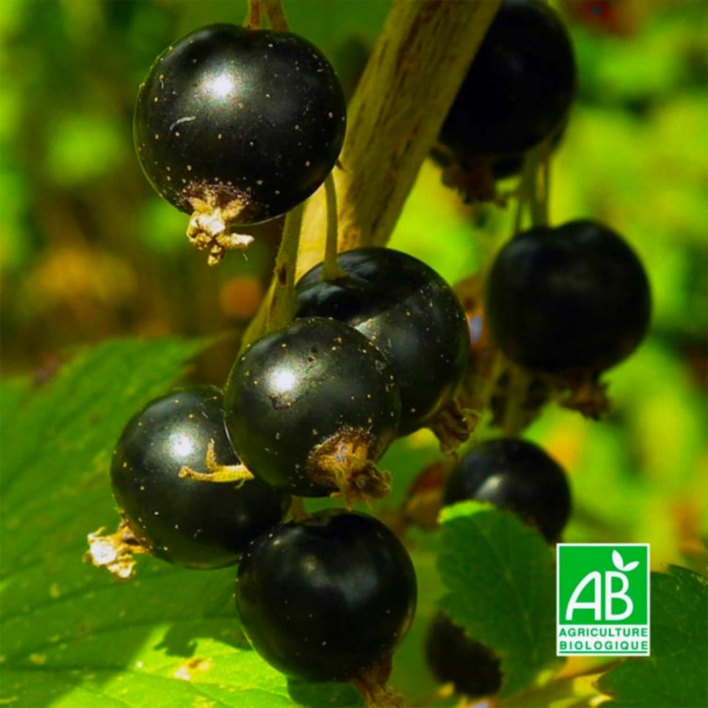  Cassissier 'andega' Bio (ribes Nigrum 'andega')