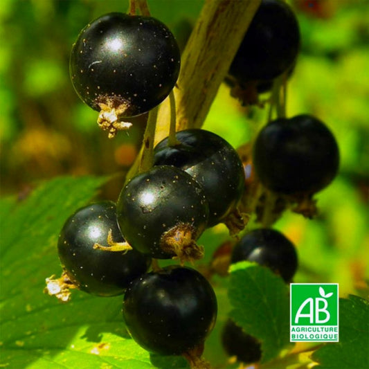  Cassissier 'andega' Bio (ribes Nigrum 'andega')