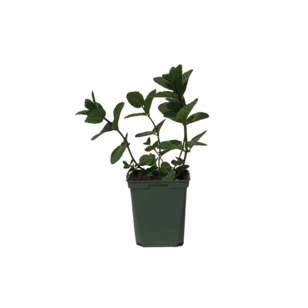  Plant Menthe Marocaine Pot De 1,5l