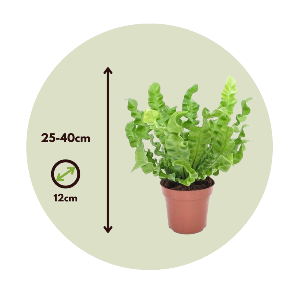  Fougère Nid D'oiseau - Asplenium Nidus 'crispy Wave' - Hauteur 25-40cm - ⌀12cm