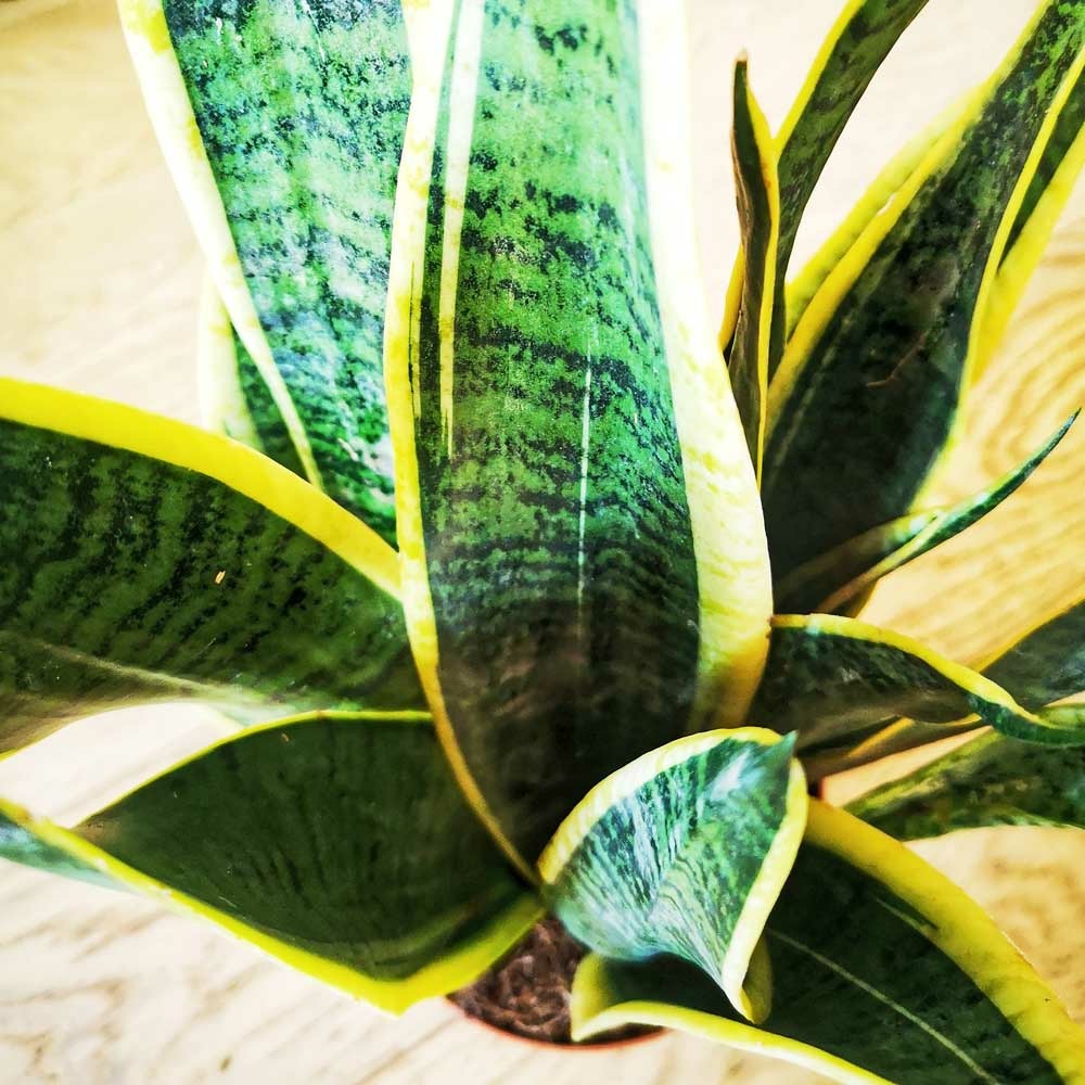  Sansevieria Ou Langue De Belle-mère D12h35