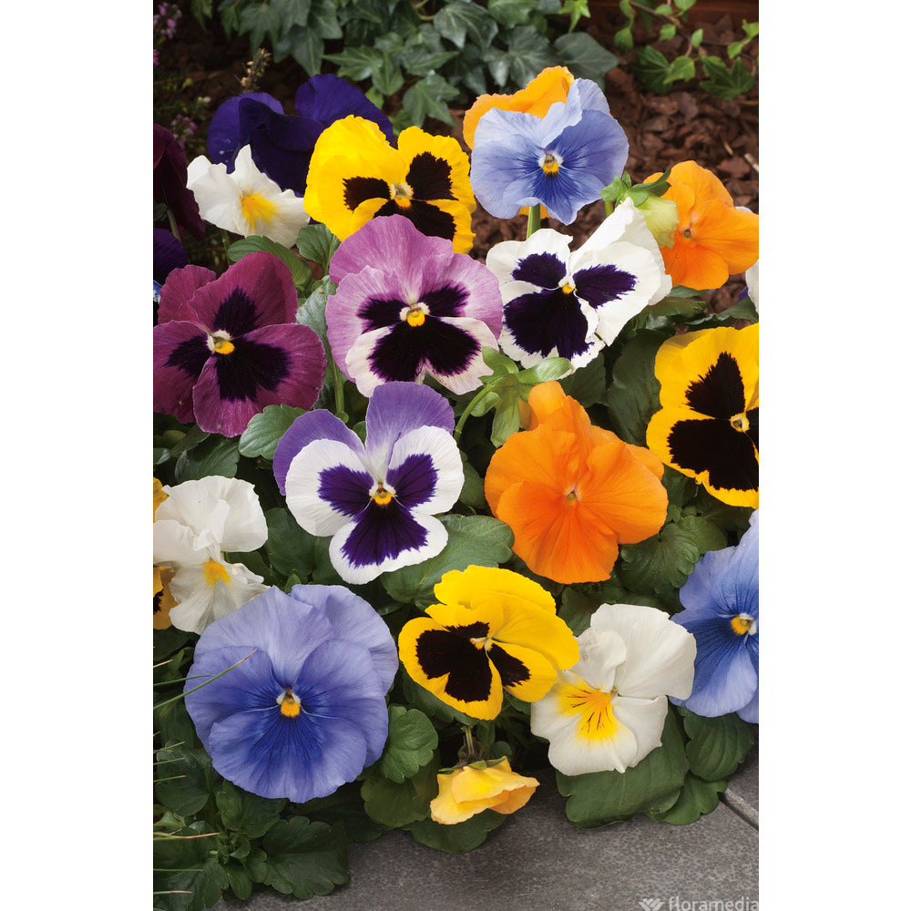  Pensée : Jardinière Colorée 40 Cm - Coloris Variables