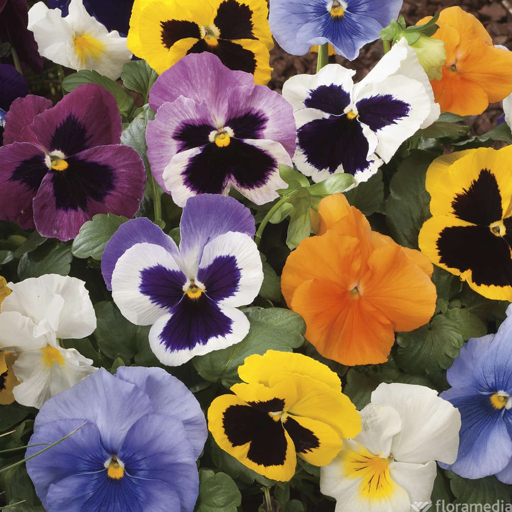  Pensée : Jardinière Colorée 40 Cm - Coloris Variables