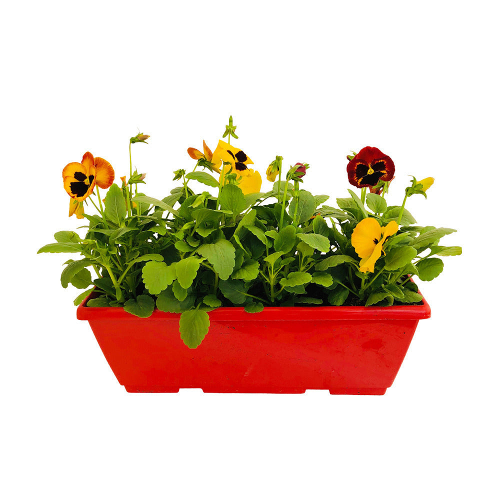  Pensée : Jardinière Colorée 40 Cm - Coloris Variables