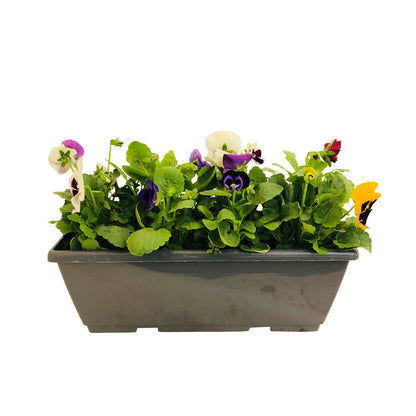  Pensée : Jardinière Colorée 40 Cm - Coloris Variables