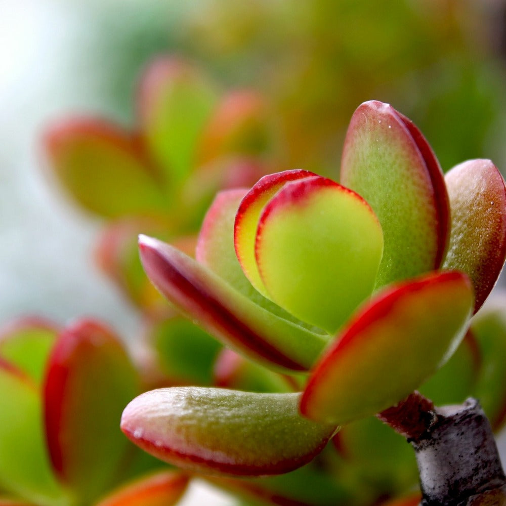  Arbre De Jade - Crassula Ovata 'sunset' - Hauteur 30-35cm - ⌀17cm
