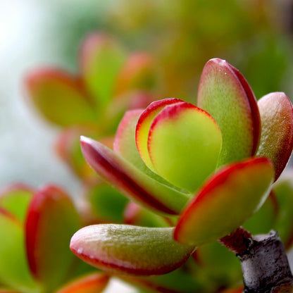  Arbre De Jade - Crassula Ovata 'sunset' - Hauteur 30-35cm - ⌀17cm