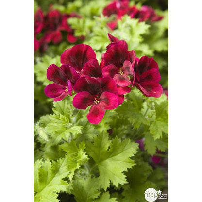  Géranium 'Calliope Dark Red' : Pot 4,5 Litres