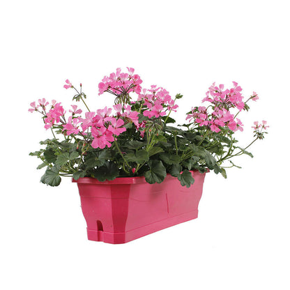  Geranium Interspécifique:jardinière 50 Cm - Coloris Variables